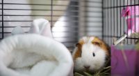 Prendre soin de son nouvel animal de companie (NAC).