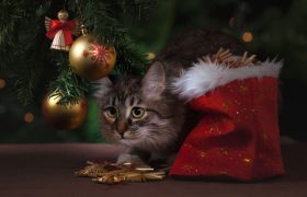 Défense de l'Animal vous donne ses conseils pour protéger votre sapin de votre animal.