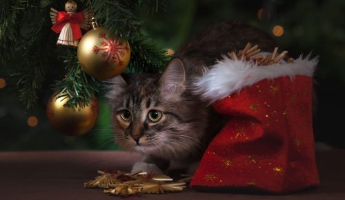 Défense de l'Animal vous donne ses conseils pour protéger votre sapin de votre animal.