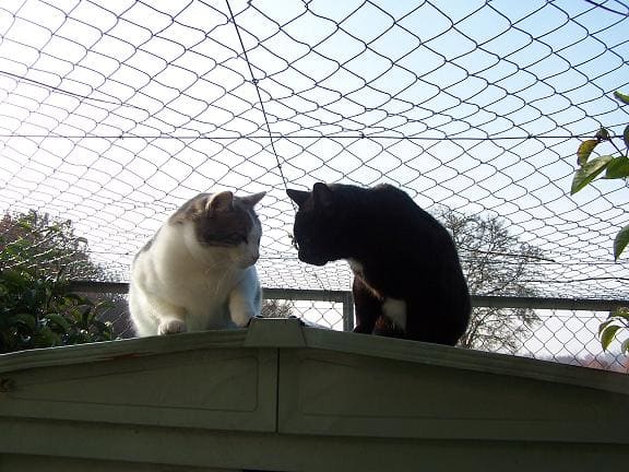 Photo des chats pris en charge par les Chats Libres de Colomiers