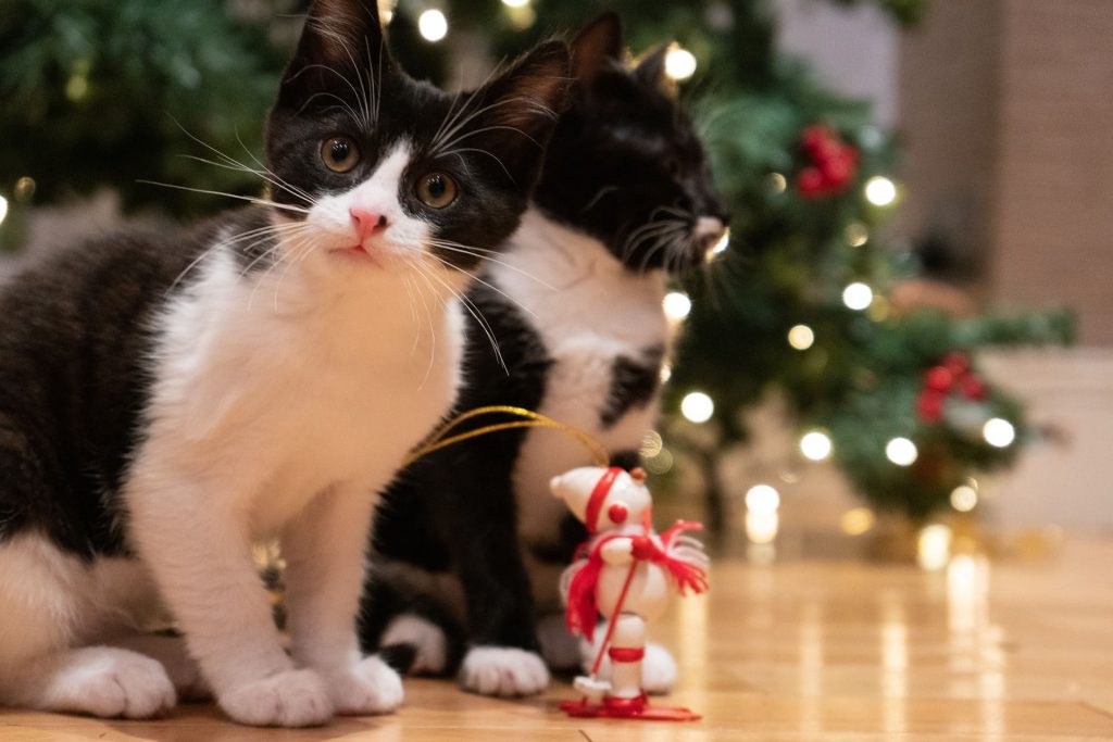 Puy-de-Dôme : que faire de son sapin après Noël ?