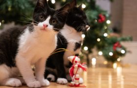 C'est le Noël des animaux ce week-end !