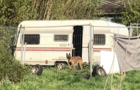 Depuis un jardin à Grand Bourgtheroulde, on voit le chien Oups, seul jour et nuit depuis neuf mois. ©Mathilde Carnet