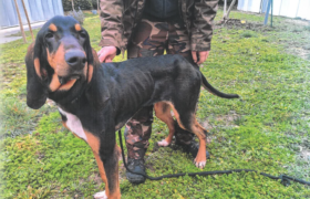 Safran chien abandonné et privé de nourriture
