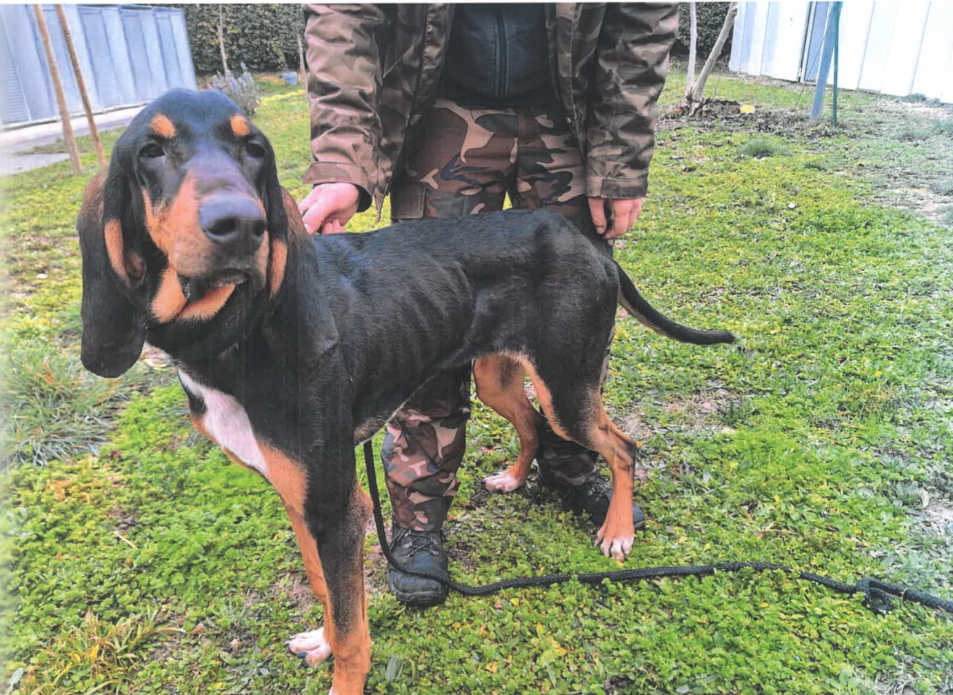Safran chien abandonné et privé de nourriture
