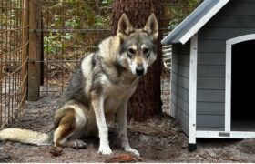 Chiens-loups, chiens réactifs ou jugés difficiles : faute de structures adaptées, ces profils complexes saturent les refuges. Retour sur une saisie judiciaire révélatrice des limites actuelles de la protection animale.