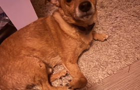 Chien Gandhi
